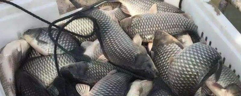 鲫鱼吃生米饭还是熟米饭