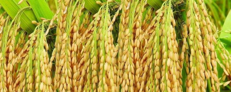 籼稻适宜的种植海拔上限是多少