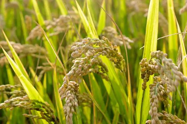 籼稻适宜的种植海拔上限是多少，籼稻和粳稻的区别