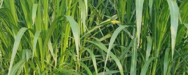 养牛种什么牧草