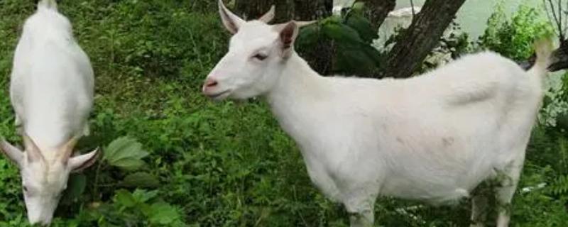 母山羊有角吗