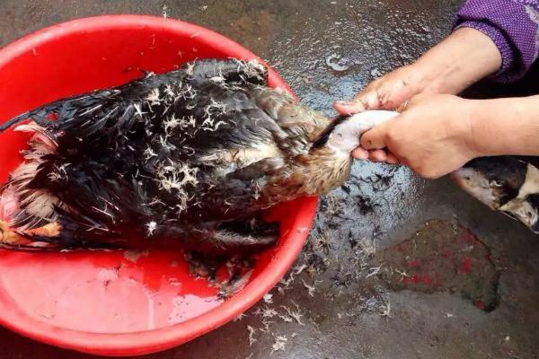 鹅如何宰杀和去毛，杀鹅为什么要喂白酒
