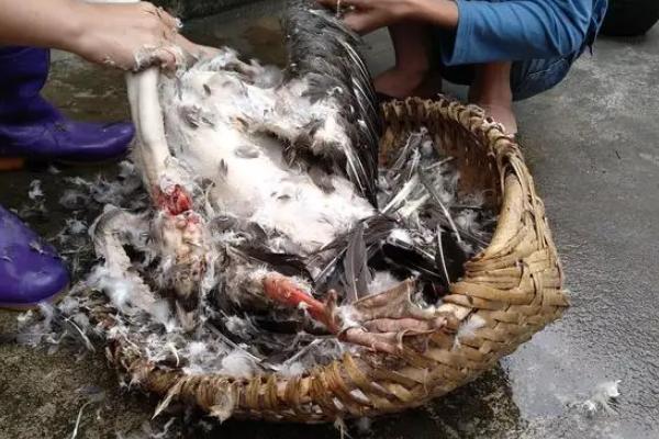 鹅如何宰杀和去毛，杀鹅为什么要喂白酒