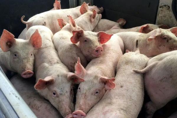 一个猪后腿大概有多少斤，猪的出肉率大概多少