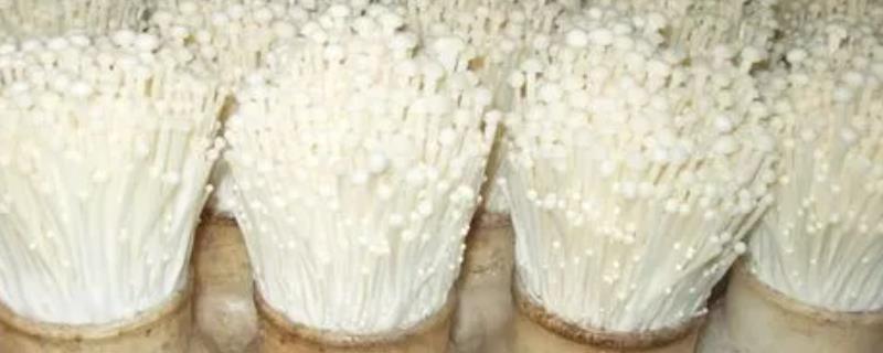 金针菇的生长环境