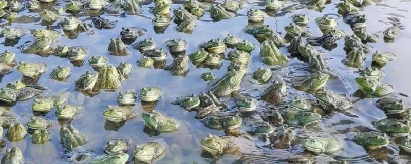活牛蛙买回家能活几天
