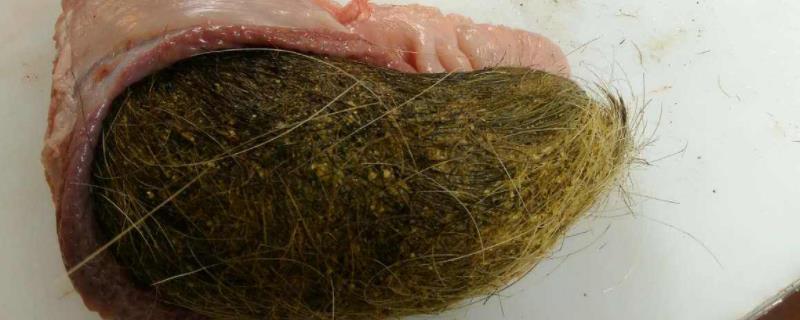 猪宝里面是什么样子的
