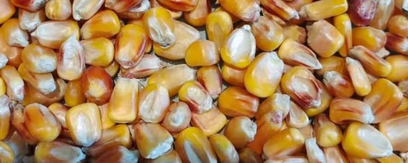 玉米种子结构的名称和作用
