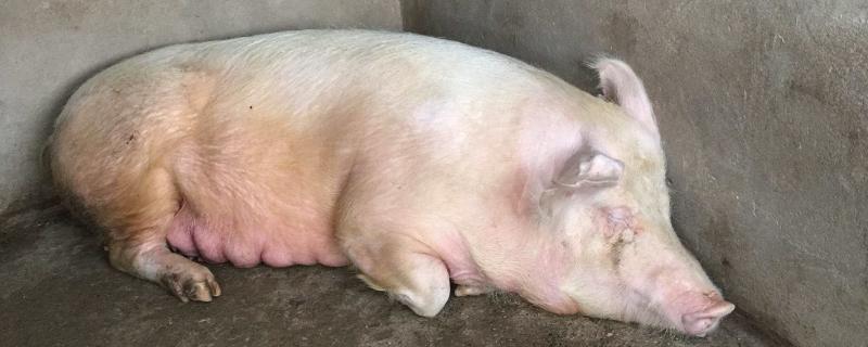 母猪催奶法