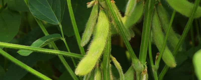 种豆可以肥田是因为豆科植物根上的根瘤菌具有什么能力
