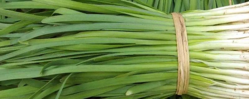 一亩韭菜一茬收多少斤