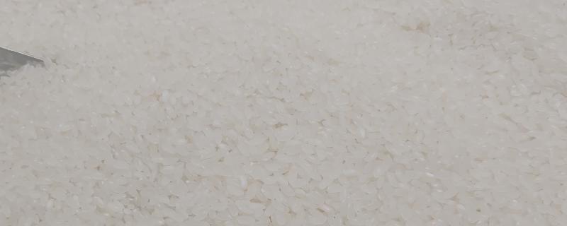 籼米适宜的种植海拔上限