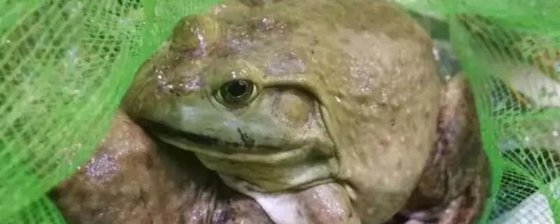 牛蛙对生态环境的危害