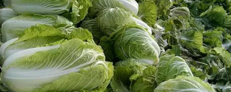 包心白菜怎么种
