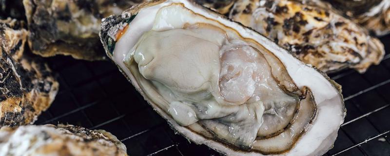 生蚝怎么繁殖