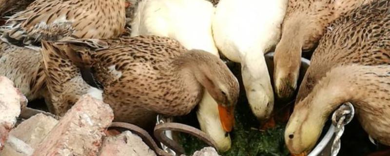 鸭子喜欢吃什么