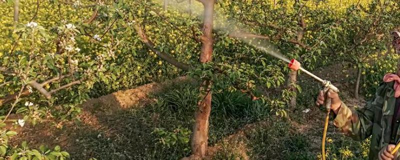 硫体硼叶面肥的用量及使用