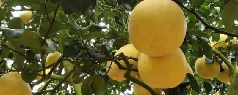 沙田柚的保存方法