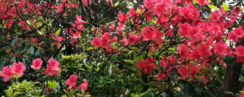 映山红杜鹃花的区别