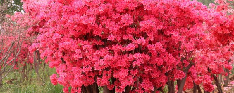 映山红用什么土壤种植比较好
