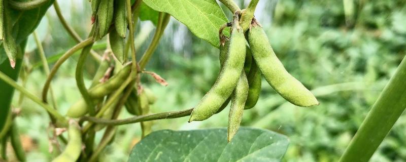 野豆子用什么药打