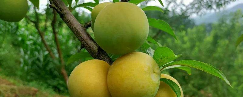 蜂糖李子品种介绍