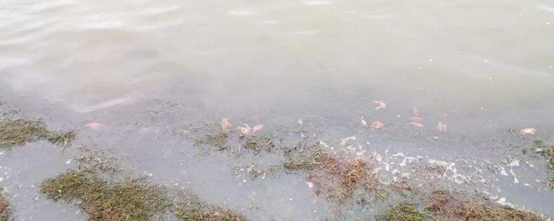 高铁酸钾水产用途