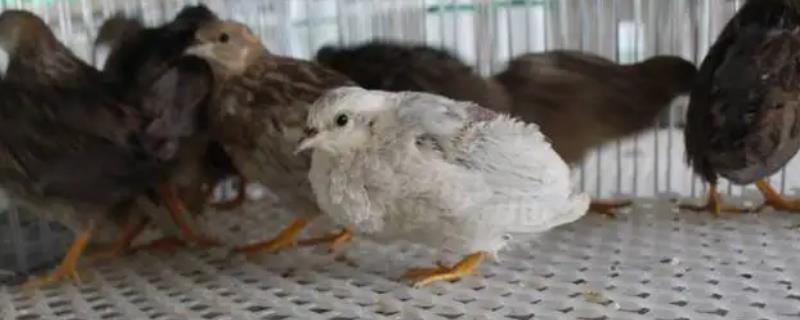 芦丁鸡和鹌鹑有什么区别