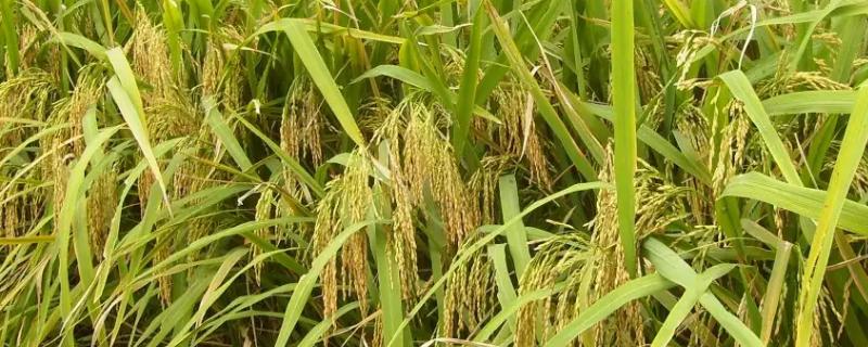 水稻和小麦哪个播种范围更广