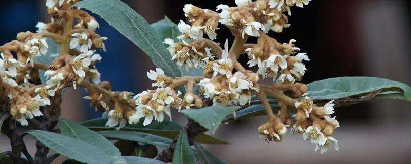 枇杷什么季节开花