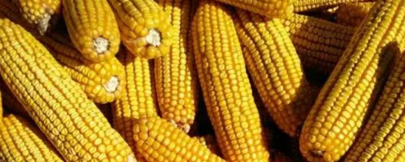 迪卡159玉米种简介