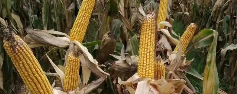 yf3240玉米种简介