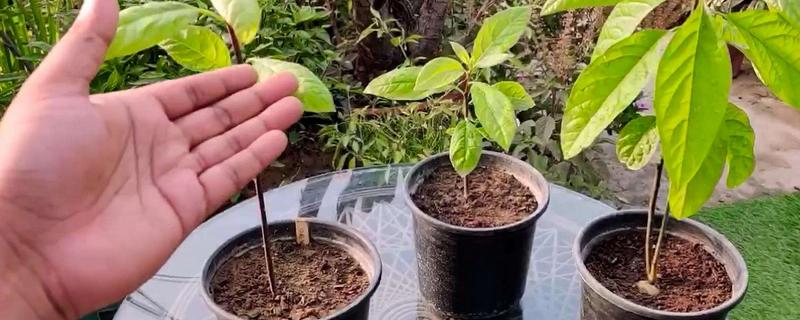 阳台种牛油果能结果吗