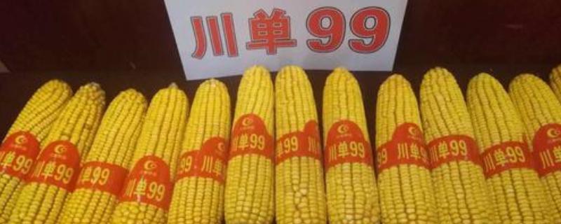 川单99玉米种简介