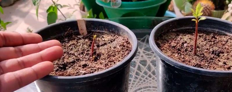 牛油果核怎么种盆栽
