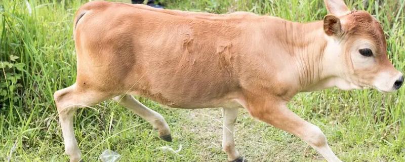 新生牛犊拉绿屎怎么回事