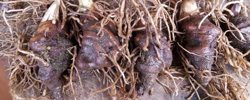 药材黄精怎么种植