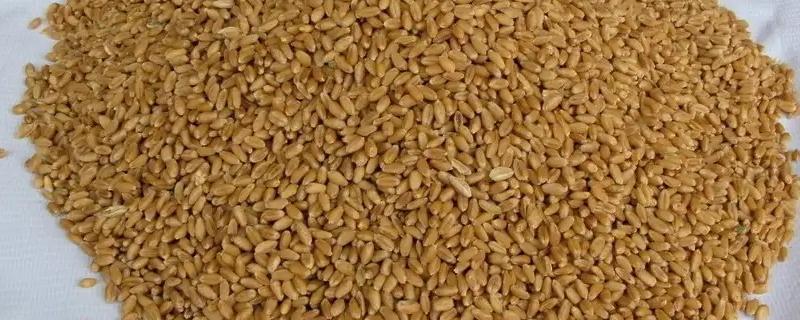 氯化胆碱的用量鸡饲料