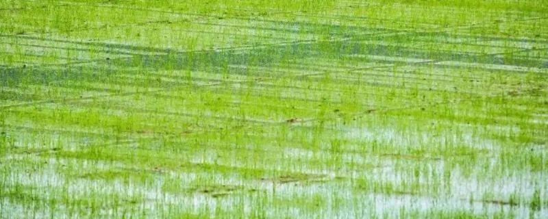 淹水期的水田不宜施用哪种氮肥