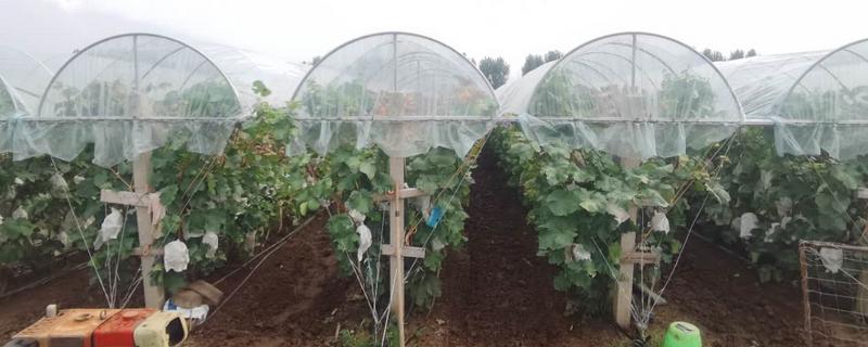 葡萄避雨棚怎样搭建