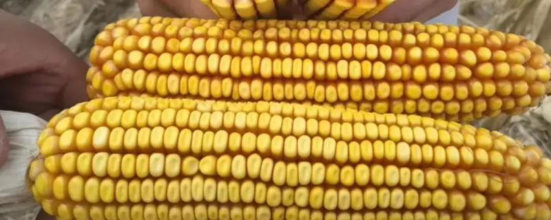 成玉828玉米种简介