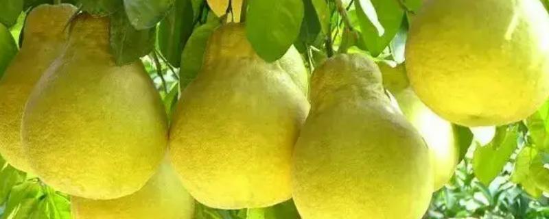 什么季节吃柚子