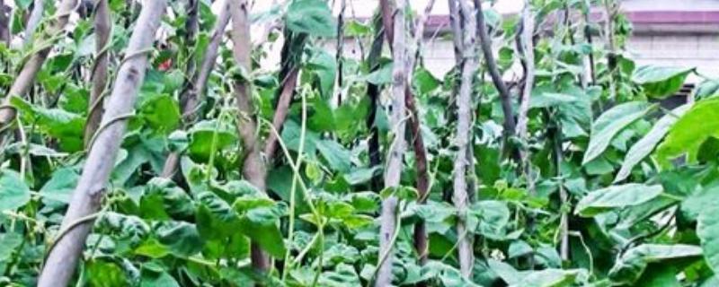 阳台种豆角怎样搭架