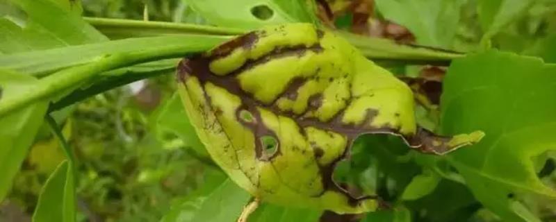 柑橘褐斑病防治