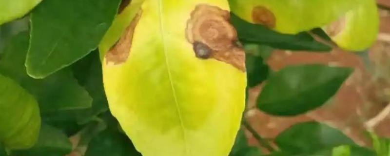 柑橘炭疽病防治方法