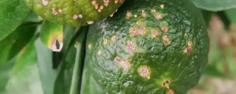 柑橘疮痂病用什么药好