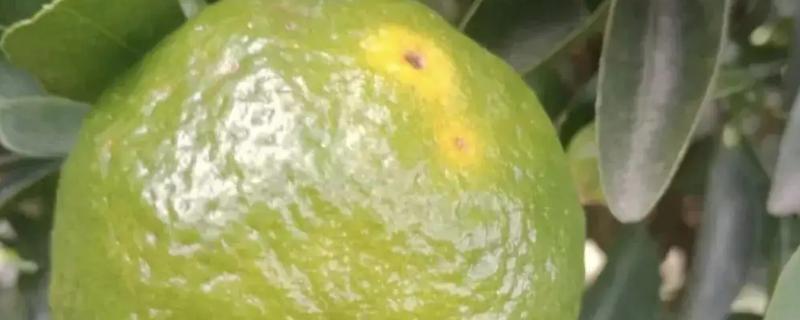 柑橘黑星病用什么药打