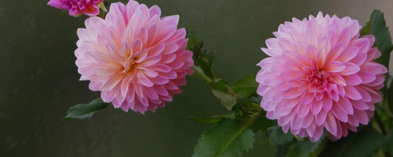 大丽花花语