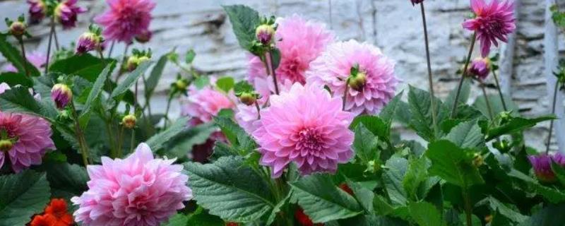 大丽花养护方法