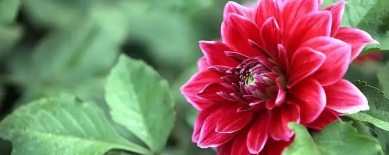 大丽花耐寒吗